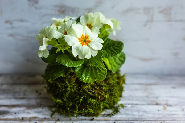 Yosun ve çiçek açan primerlerle Kokedama.