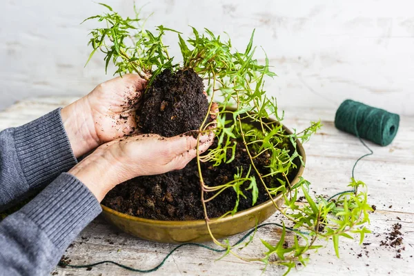 Membuat Kokedama Dengan Lumut Dan Ivy — Stok Foto