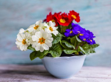 Bahar primula çiçekleriyle süsleme. 