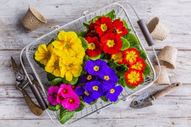 Bahar primula çiçeklerinin renkli filizleri.