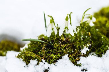 Karların altında büyüyen narin kar damlaları.