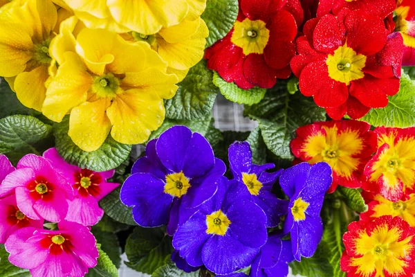 Bouquets Coloridos Flores Primula Primavera — Fotografia de Stock