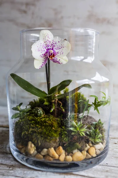 Cam bir kapta yosun ve tropik çiçekler. Cam Mossarium Bahçesi.