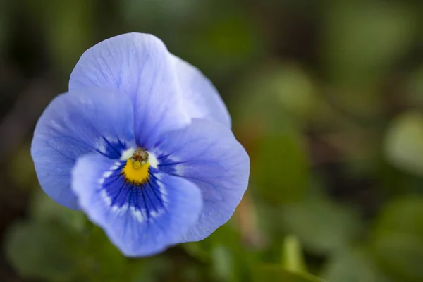 Blå Penstig Blomma Trädgården — Stockfoto