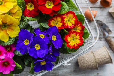 İlk Bahar renkli çiçekleri ekime hazır.