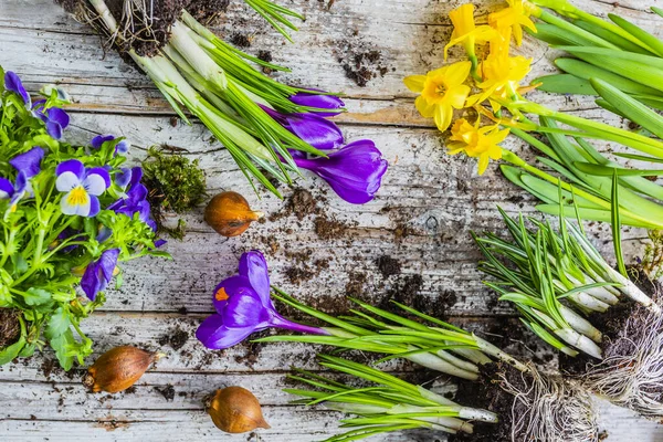 Ültetésre Kész Tavaszi Krokodilok Nárcisz — Stock Fotó