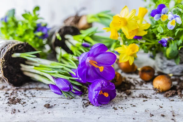 Весняні Крокуси Нарциси Готові Посадки — стокове фото