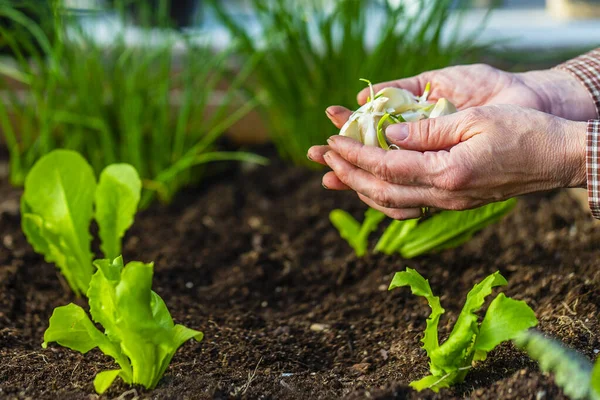 Jardinero Planta Ajo Suelo —  Fotos de Stock