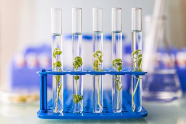 Biotechnology and laboratory research on organic plant cultivation. clipart