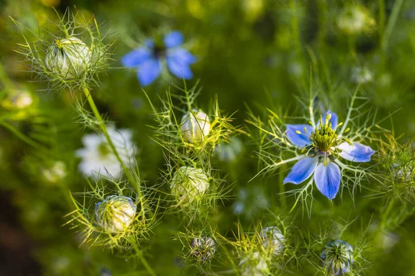 Nigella Sativa Black Cumin Dengan Bunga Biru Kebun Herbal Obat — Stok Foto