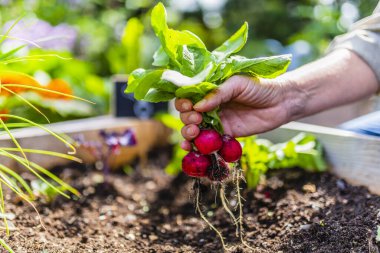 Biyo-yiyecek. Organik çiftçilikten kalma sebzeler.