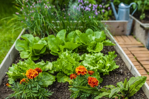 Sebze bahçesindeki genç marul ve çiçekler..