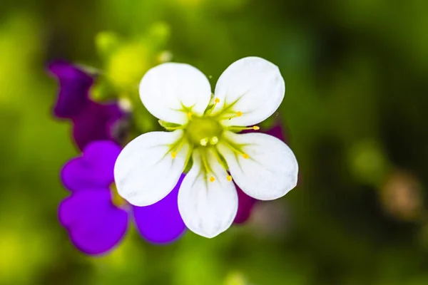 Bunga Mekar Taman Musim Semi — Stok Foto