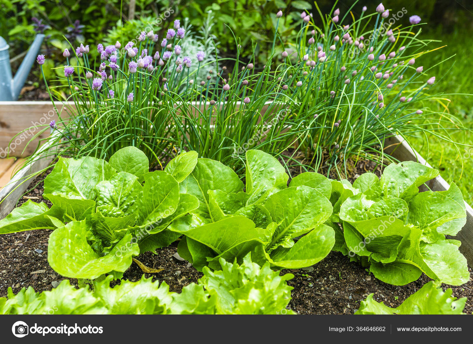 菜园里的小莴苣和小鸡— 图库照片©iMarzi＃364646662