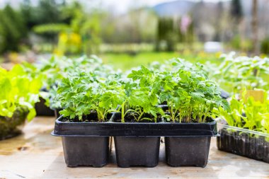 Genç domates tohumu toprağa ekilmeye hazır..