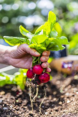 Biyo-yiyecek. Organik çiftçilikten kalma sebzeler.