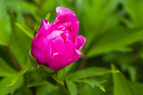Peonia Rosa Fiore Nel Giardino Primaverile — Foto Stock