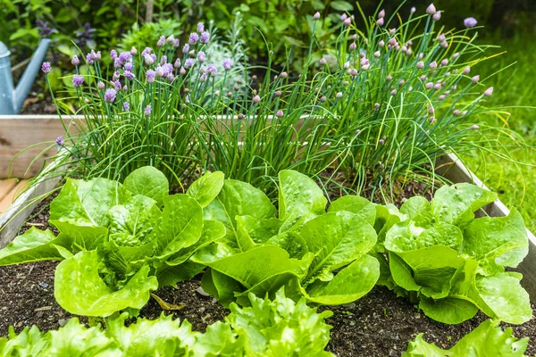 Selada Muda Dan Daun Bawang Kebun Sayuran — Stok Foto