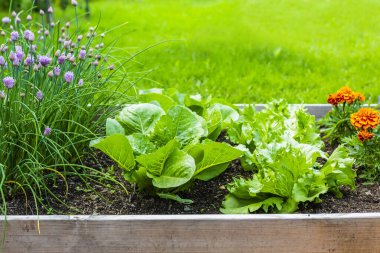 Sebze bahçesindeki taze salata ve soğan..