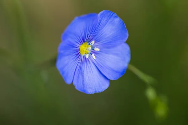 Blå Och Fina Blommor Lin — Stockfoto