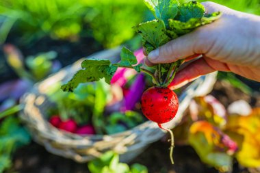 Biyo-yiyecek. Organik çiftçilikten kalma sebzeler.