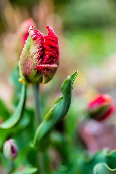 Tulipani Pappagallo Giardino Primavera — Foto Stock