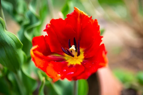 Tulipano Pappagallo Giardino Primavera — Foto Stock