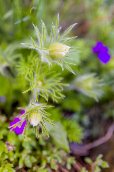 Pasque Flower Spring Garden — Stok Foto