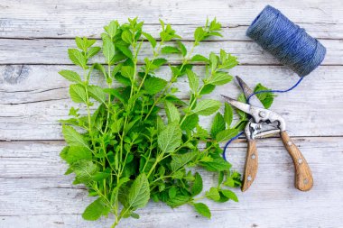Ahşap arka planda taze Melissa bitkileri..