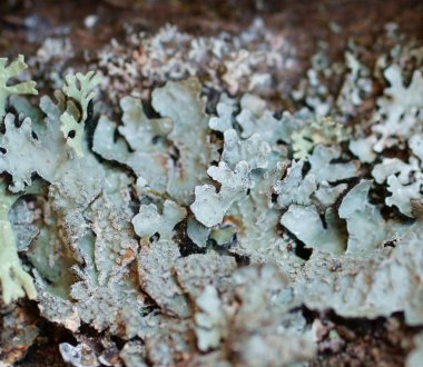 Ağaç kabuğu dokusu