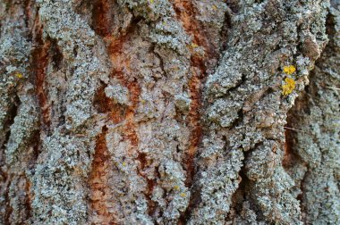 Ağaç kabuğu dokusu