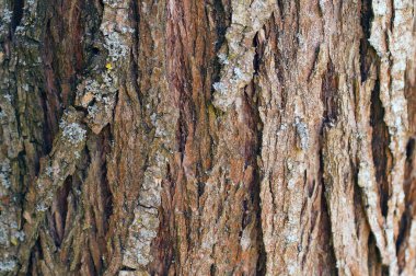 Ağaç kabuğu dokusu