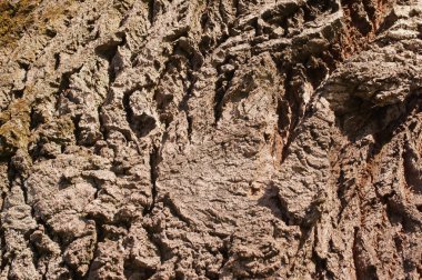 Ağaç kabuğu dokusu