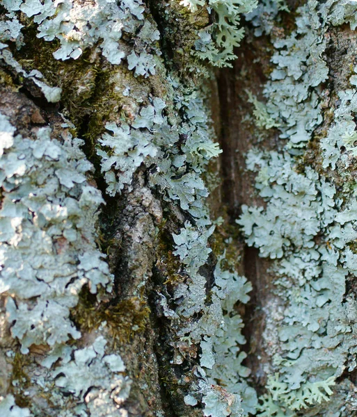 Textura da casca da árvore — Fotografia de Stock