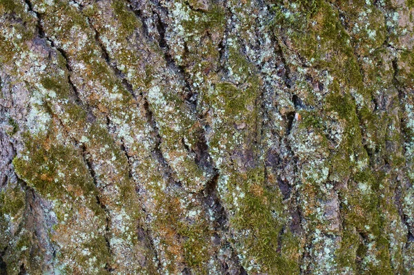 Struttura della corteccia dell'albero — Foto Stock