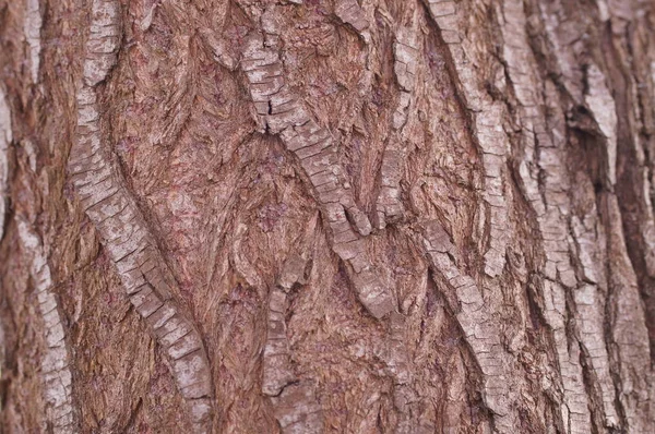 Struttura della corteccia dell'albero — Foto Stock