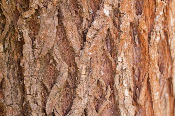 Textura da casca da árvore — Fotografia de Stock