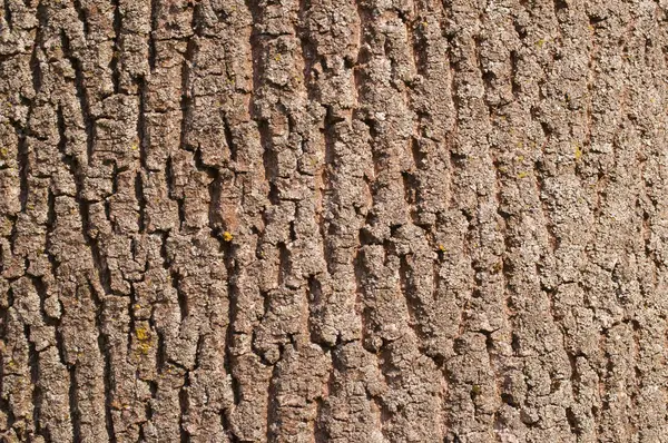 Textura da casca da árvore — Fotografia de Stock