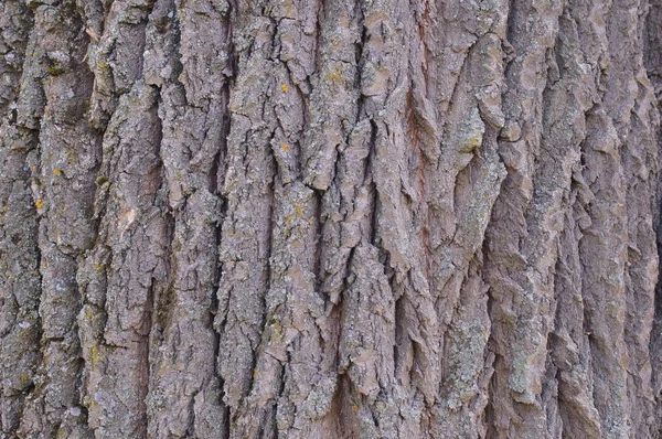 Struttura della corteccia dell'albero — Foto Stock