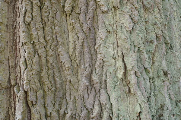 Textura da casca da árvore — Fotografia de Stock