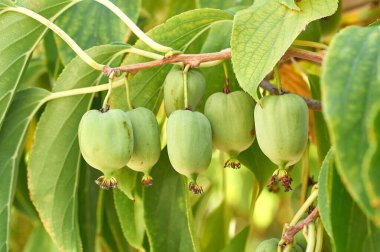 Kivi berry beyaz arka plan izole