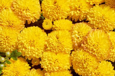 Kasımpatı morfolium bir çok türde düşük çalı, bir sürü sarı, yuvarlak çiçek ve bir sürü çiçek var. Serin havada çiçek açıyor, karşılamak için parlak ve rahat bir his veriyor.