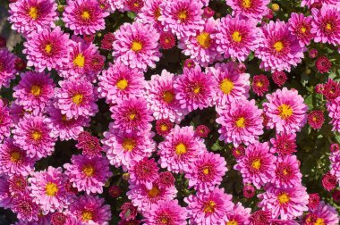 Kasımpatı morfolium bir çok türde düşük çalı, bir sürü sarı, yuvarlak çiçek ve bir sürü çiçek var. Serin havada çiçek açıyor, karşılamak için parlak ve rahat bir his veriyor.