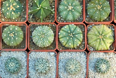 Minyatür sulu bitkiler ev bitkileri kaktüsleri