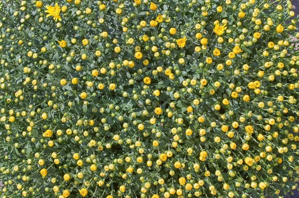 Chrysanthemum Morifolium Many Species Low Shrub Many Colors Yellow Flowers — стоковое фото