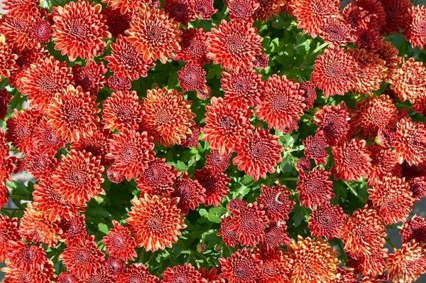 Chrysanthemum Morifolium Existem Muitas Espécies Arbusto Baixo Muitas Cores Flores — Fotografia de Stock