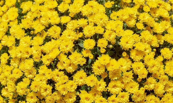 Chrysanthemum Morifolium Many Species Low Shrub Many Colors Yellow Flowers — стоковое фото