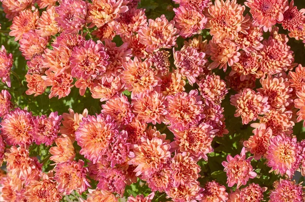 菊のモリフォリウム低い低木の多くの種 丸い花の多くの色 そして多くの層の花があります — ストック写真