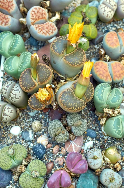 Plantas Suculentas Miniatura Plantas Interior Cactus — Foto de Stock
