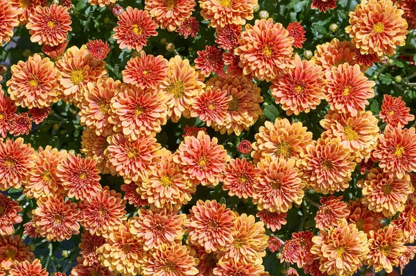 菊のモリフォリウム低い低木の多くの種 丸い花の多くの色 そして多くの層の花があります — ストック写真